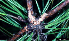 A closeup of a pine twig with insect feeding damage.