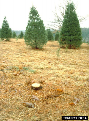 A Christmas tree plantation with a cut stump and twig litter in the foreground and live trees in the background.