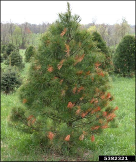 A live Christmas tree with many twigs showing injury by insect feeding.