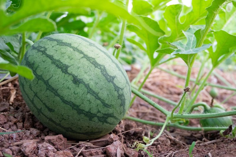 Watermelon plant on the ground.