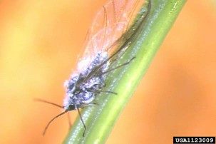 A closeup of a winged adult balsam twig aphid on a needle.