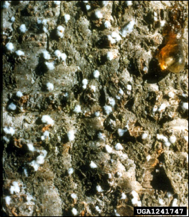 Tree bark with numerous small woolly patches indicating an infestation of balsam woolly adelgid.