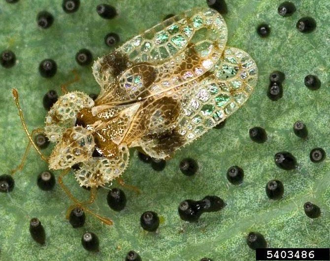 Figure 1, A highly sculptured adult insect stands over numerous cylindrical eggs on the underside of a fresh leaf.