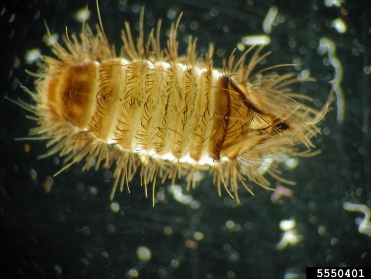 Figure 3, A carpet beetle larva is illuminated to show the pattern of hairs on its body.