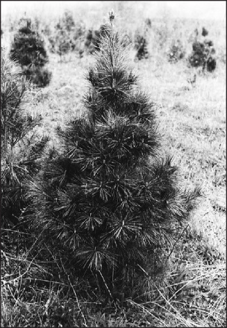 a black and white photo of White pine 