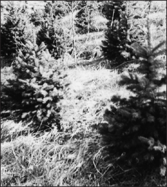 a black and white photo of Blue spruce 