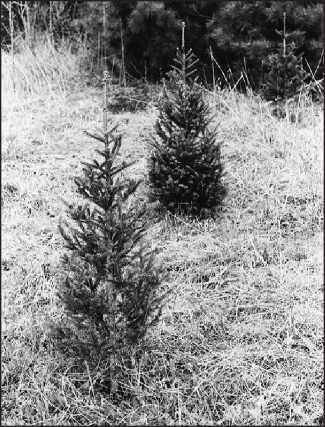 a black and white photo of Fraser fir 