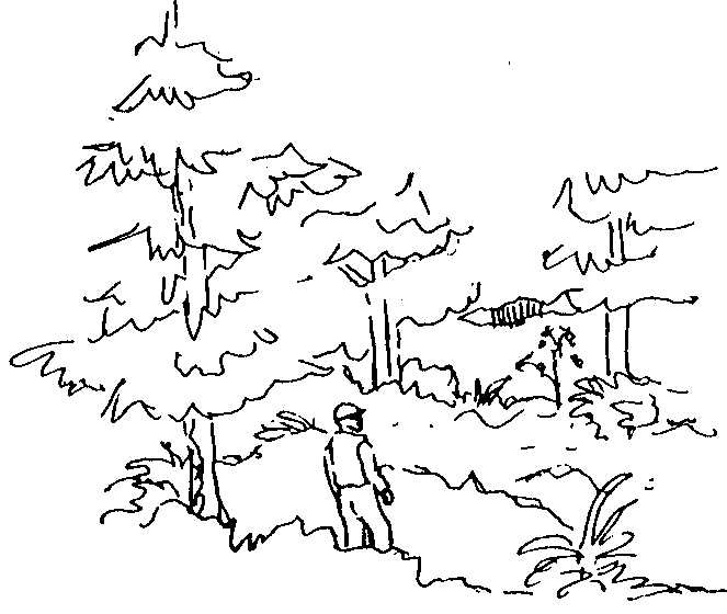 an illustration of a person standing in the woods