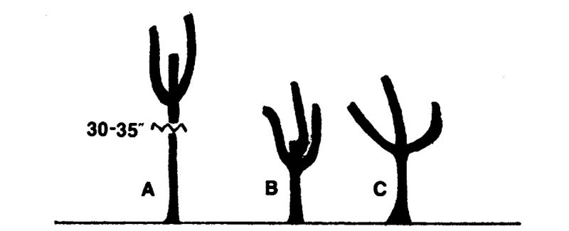 An Illustration showing trees pruned by 30~35 inches and regrowth, branch angles