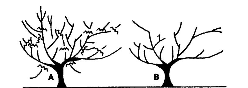 An Illustration of mature peach tree before and after pruning during the third winter