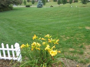 Photo of a Kentucky bluegrass/perennial ryegrass lawn and its yellow flower in a garden with a white fence.