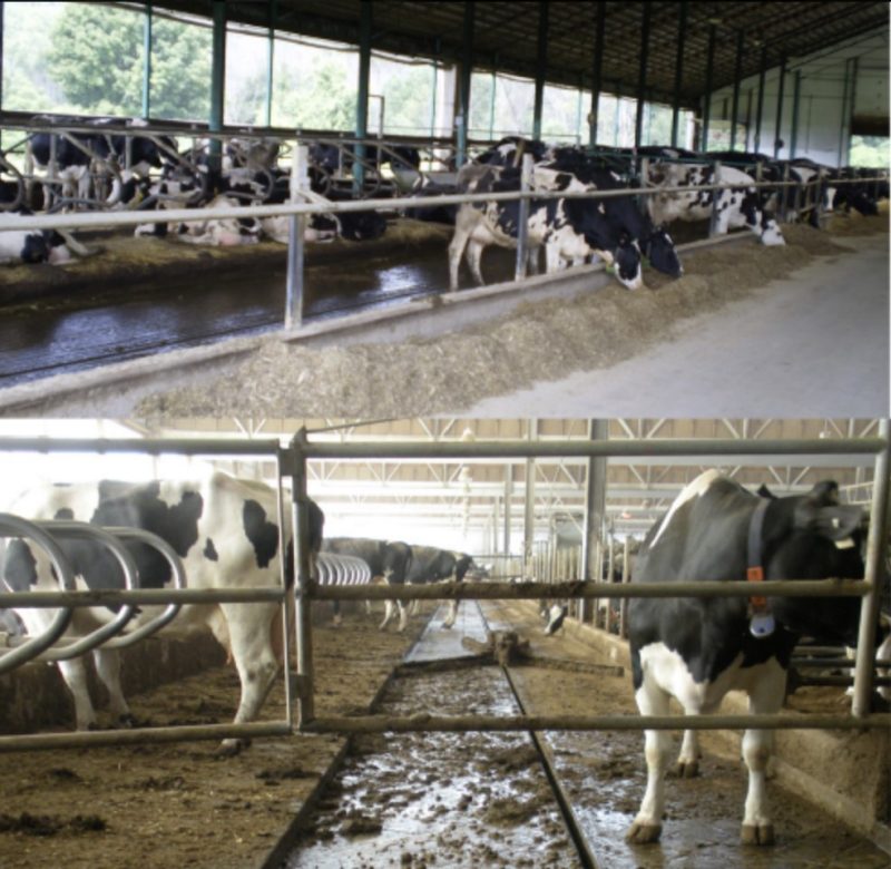 Cows in a freestall dairy barn