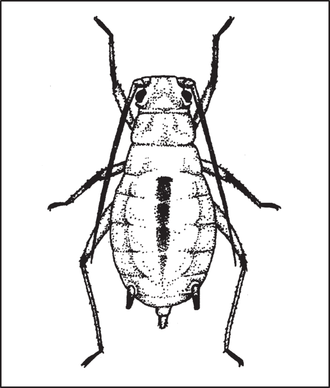black and white sketch of Greenbug