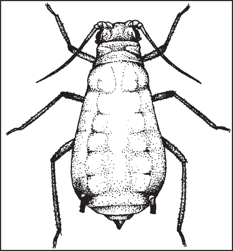 black and white sketch of Corn Leaf Aphid