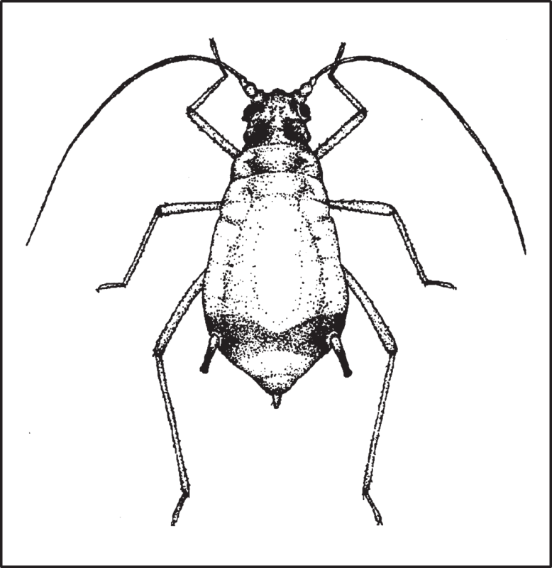 black and white sketch of Bird Cherry-Oat Aphid