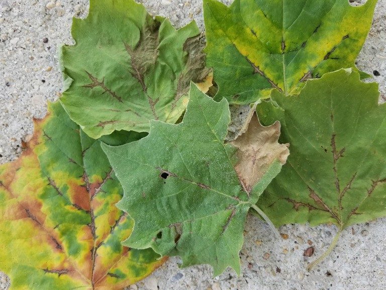green leaves with yellowing and brown splotches