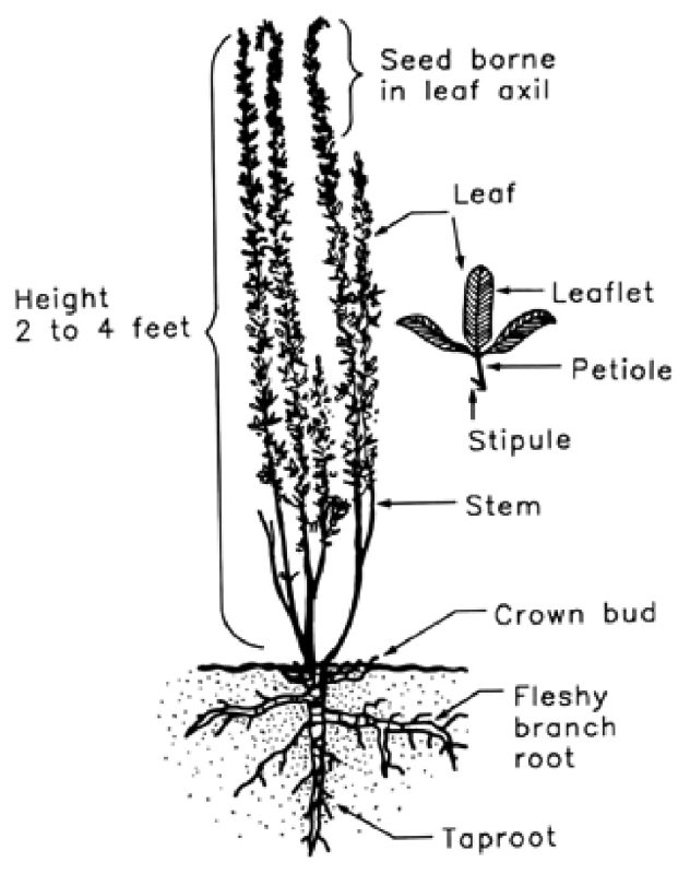 Black and white figure depicting height 2 to 4 feet, seed borne in leaf axil, leaf, leaflet, petiole, stipule, stem,, crown bud, fleshy branch root, and taproot.