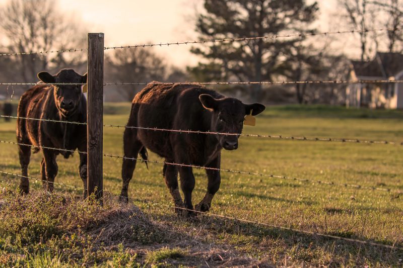 Photograph of cattle in a fenced pasture at sunset.