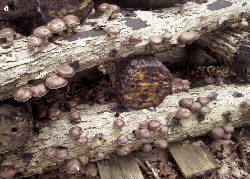  shitake mushrooms in brownish pink color growing on timbers