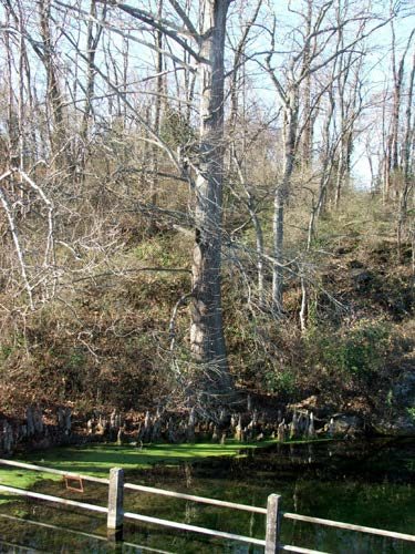 A baldcypress tree next to a pond 