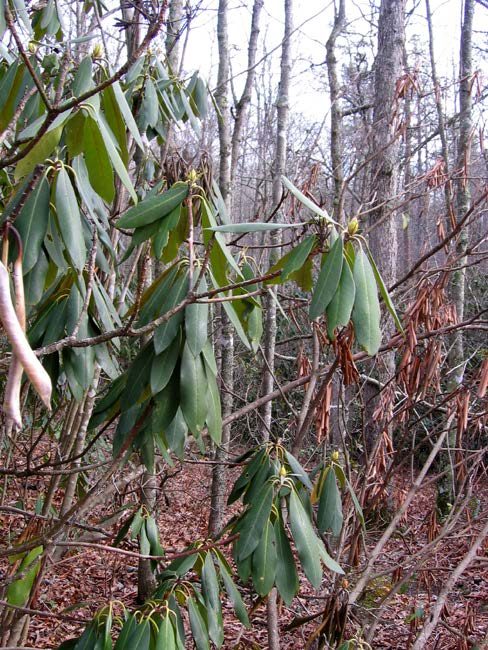 A close-up of a rhododendron with wilted leaves in a hardwood forest.