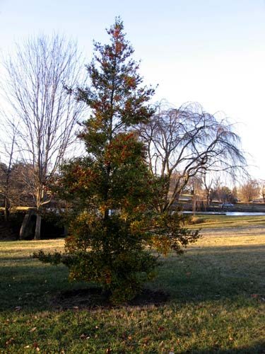   An American Holly tree in a grassy area