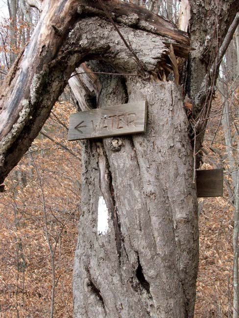 A tree with a sign on it