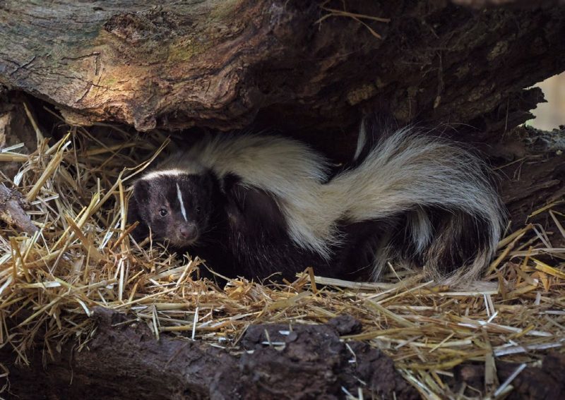 A photo of a skunk lying on straw and under a tree trunk.