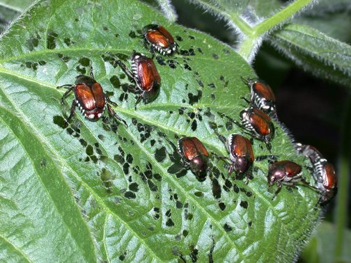Japanese beetles congregating on single leaves is a sign of inconsistent pest control, possibly due to poor water quality. 