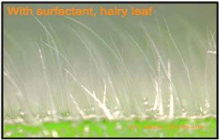  After addition of surfactant for successful penetration of a hairy leaf surface.