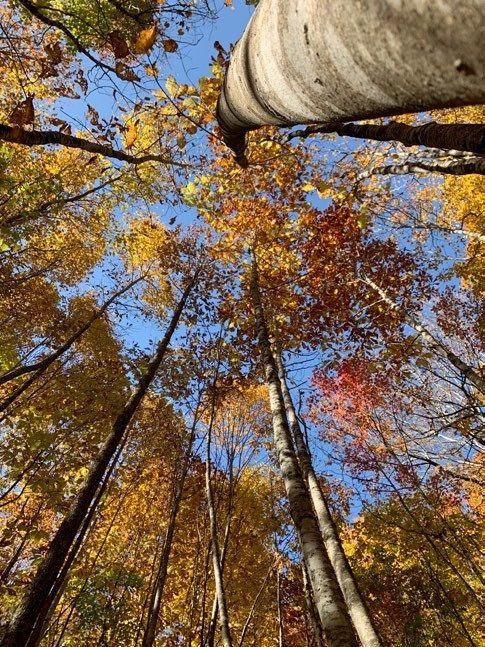 Looking up into a fall tree canopy with the blue sky showing through the brown and orange leaves.