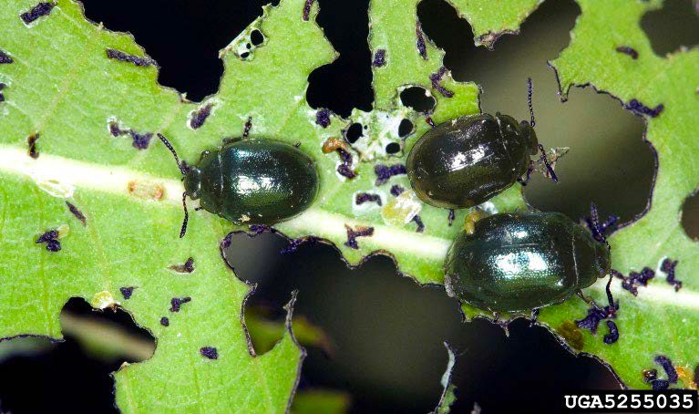 Figure 1, Several adult imported willow leaf beetles rest on a willow leaf greatly damaged by their feeding.