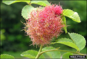A gall resembling a tangled mass of filaments has formed on a rose twig.