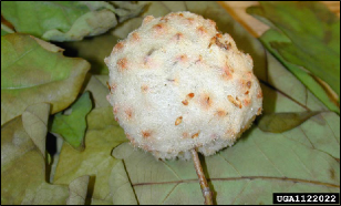 A large, fuzzy gall on an oak twig.