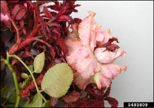  Abnormal growth and coloration on a rose bush due to rose rosette disease.