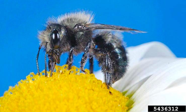 Figure 7, A furry bee feeds on the nectar of a flower.