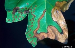 A green leaf showing feeding damage produced by yellow poplar weevil adults and larvae.