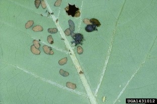 A close up of a green leaf with several adult yellow poplar weevil adults and the characteristic marks made by their feeding.