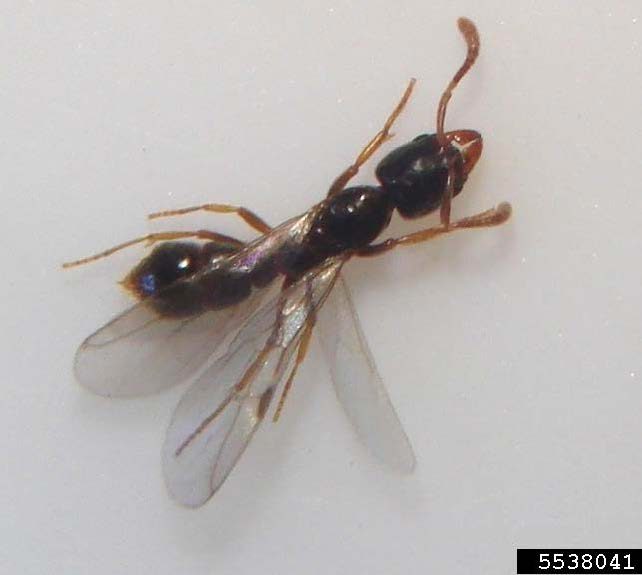 Figure 3, A dorsal view of a winged reproductive Asian needle ant.