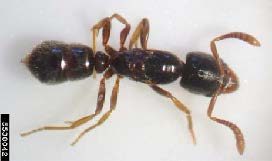 Figure 2, A dorsal view of an Asian needle ant.
