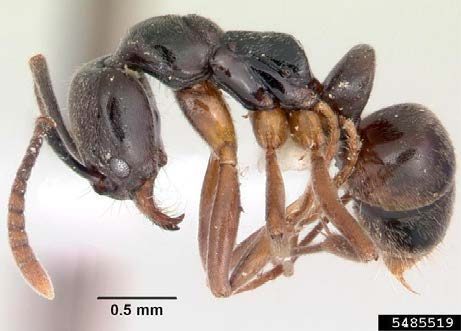 Figure 1, A side view of an Asian needle ant showing the jaws, the legs, and the prominent stinger on the abdomen.