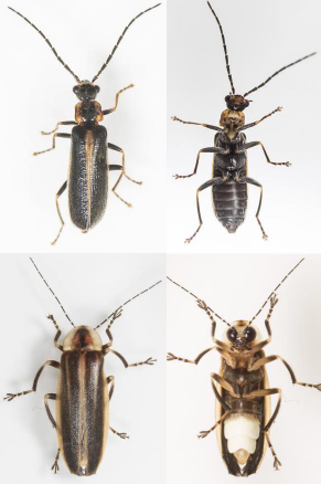 Top Left: Beetle - Rhagonycha; Top Right: Beetle - Rhagonycha; Bottom Left: Beetle - Photuris - male; Bottom Right: Beetle - Photuris - male