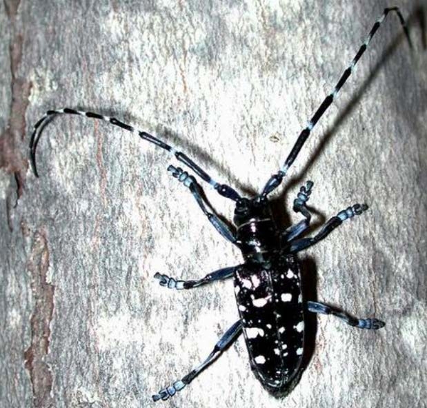 Figure 1, An adult Asian longhorned beetle with very long antennae rests on a tree trunk.