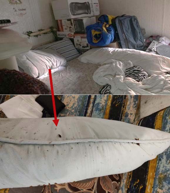 Figure 1. A picture depicting a bed with a red arrow pointing to a closeup of bed bugs (and fecal spots) on a pillow.