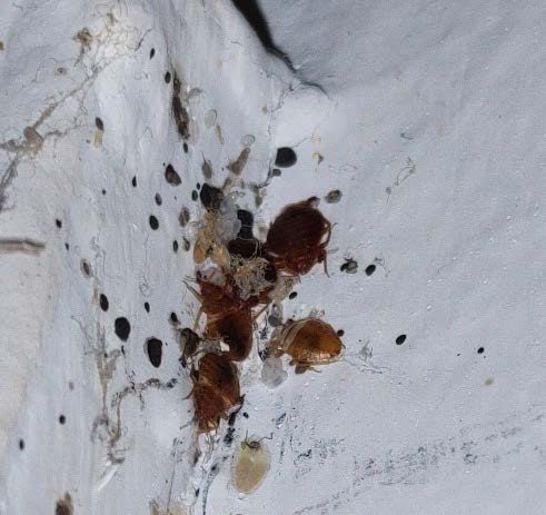 Figure 2.  A close up of bed bug adults, nymphs, eggs, and fecal spots on a white wall.