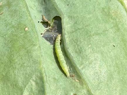 Late instar DBM larva feeding on green cabbage leaf.