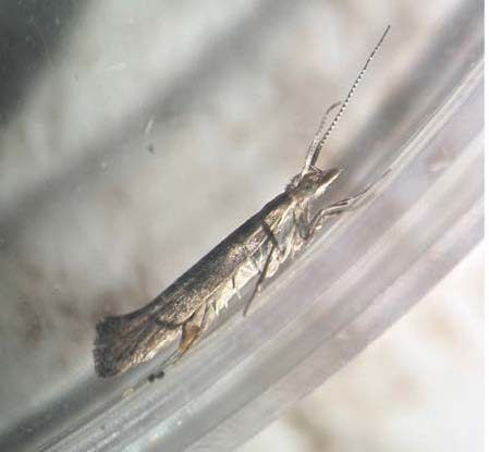  DBM adult moth on a twig. About 1 cm long.