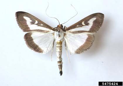 Figure 1, An adult box tree moth in the light form with its wings fully extended.