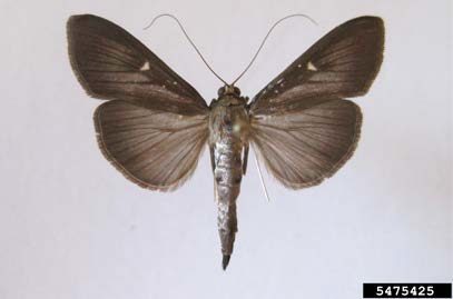 Figure 2, An adult box tree moth in the dark form with its wings fully extended.