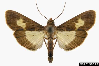 Figure 5, An adult pickleworm moth with its wings fully extended.